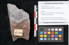 Foto (Objekt + Etikett) von Noeggerathia palmaeformis Goeppert (NHMW-GEO-2024-0188-10759)